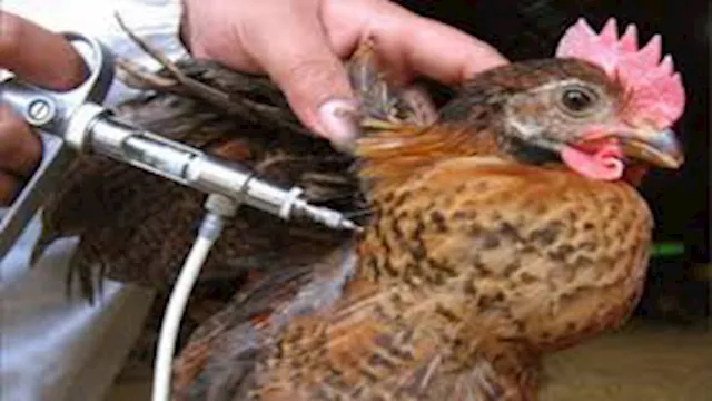 تطعيم الطيور