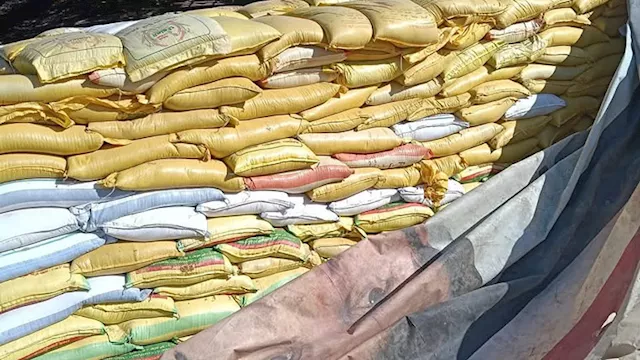 قمح غير صالح للاستهلاك