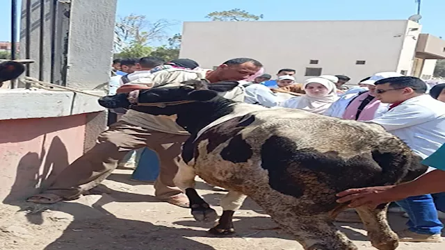 قافلة بيطرية ارشيفية