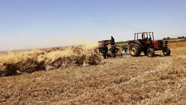  مخلفات القمح