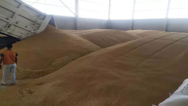 توريد القمح 