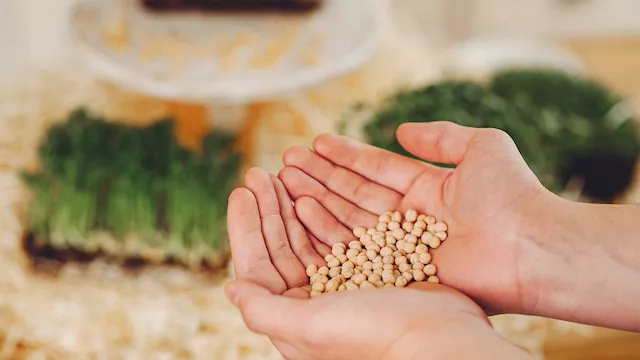 زكاة الزروع