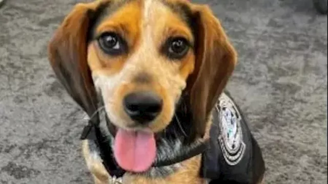 ترحيل مصري من أمريكا بعد إدانته بركل كلب جمارك في 