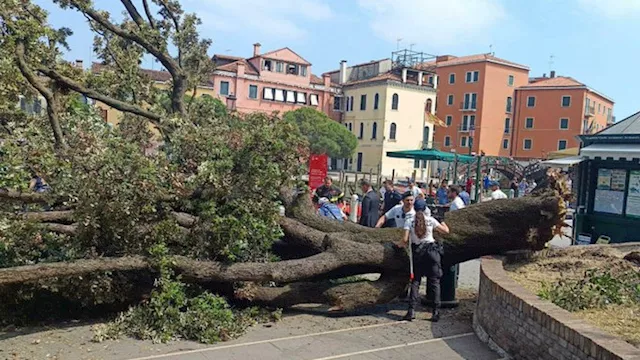 شجرة عمرها نصف قرن