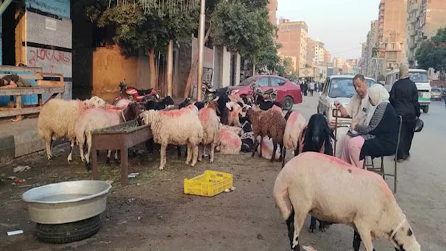 شوادر الأضاحي