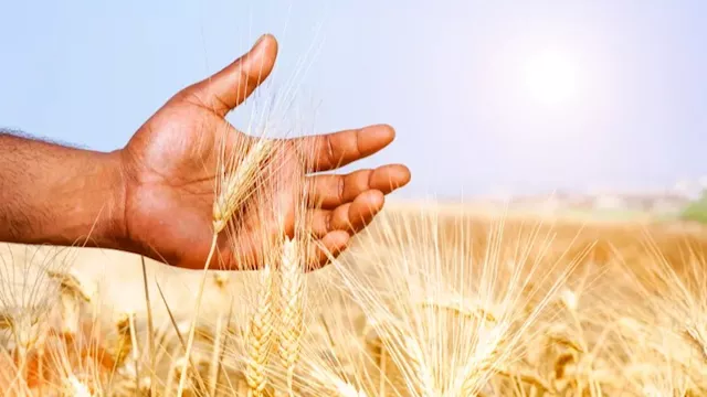 إنتاج الغذاء