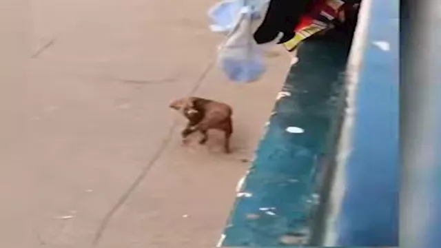 سكب ماء ساخن على كلب