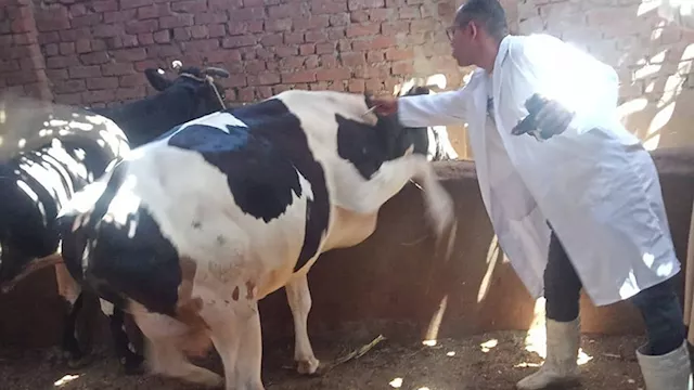 تحصين الماشية