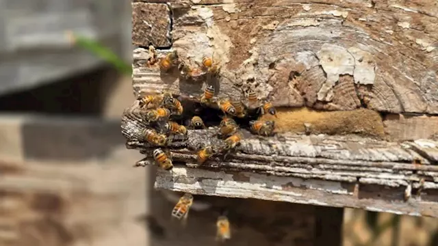 ''حتى النحل جاع في غزة وفرّ خوفاً وفزعاً من القصف'