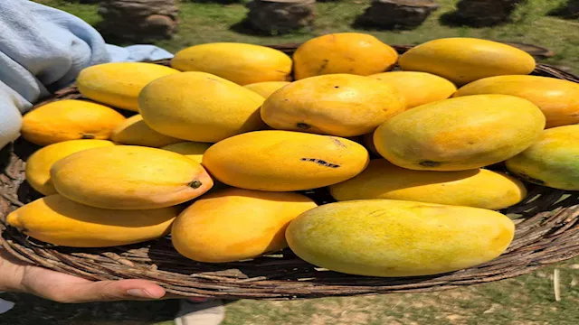 المانجو مع البروبيوتيك.. وصفة طبيعية لتقليل الالته