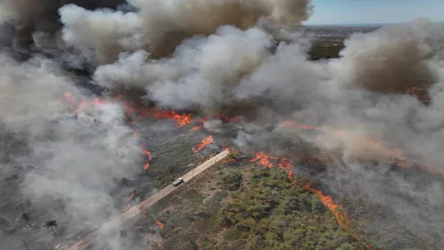 حرائق الغابات - ارشيفية