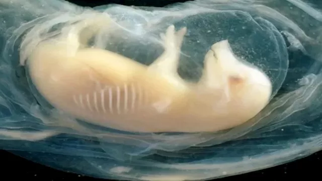 إنجاز علمي.. زراعة أنسجة قلب بشري في جنين خنزير لأ