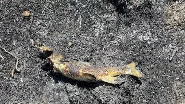 سمكة تسقط من السماء وتسبب حريقا.. ما القصة؟