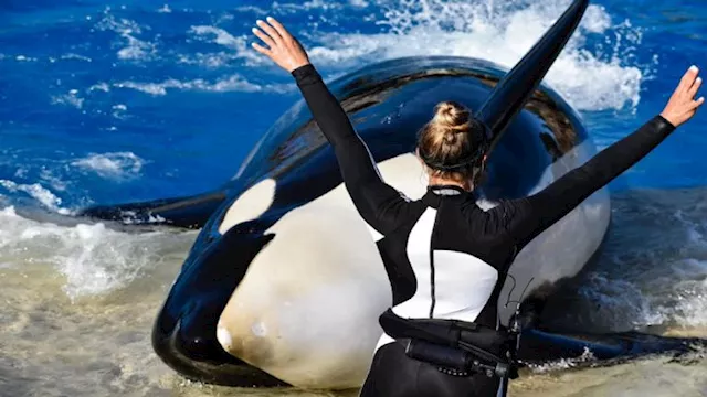 مهاجمة حوت الأوركا لمدربته جيسيكا