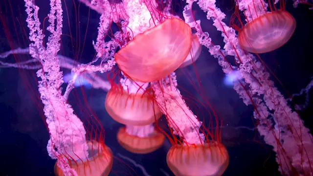 قناديل البحر