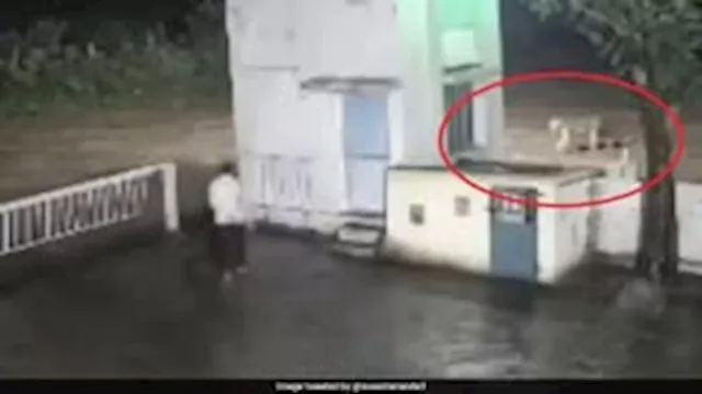 رجل في مواجهة أسد