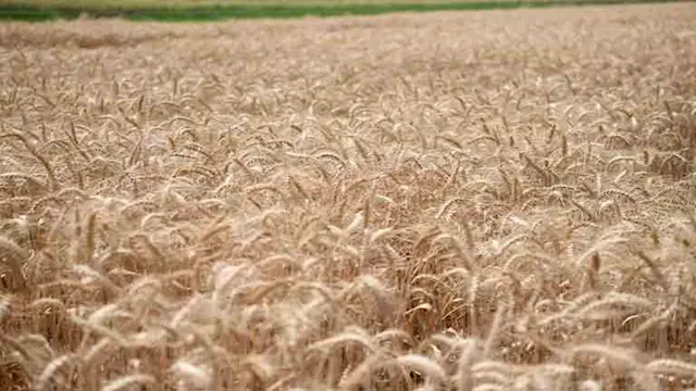 محصول القمح