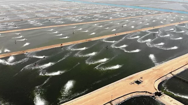 الأحواض السمكية بالمزارع