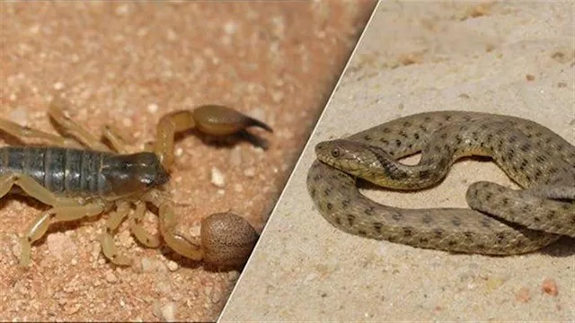 عقرب وثعبان سام