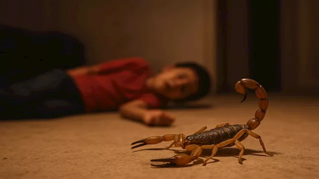 طفل وعقرب سام