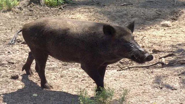 خنازير ارشيفية