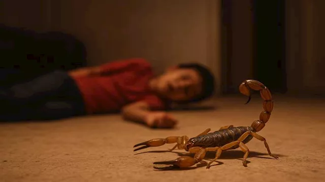 طفل وعقرب سام