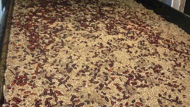 دودة آكلة للحم