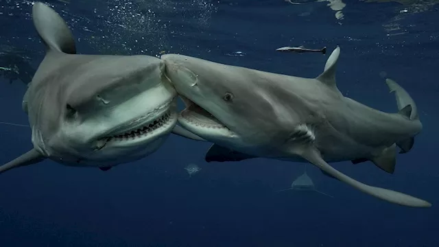 نزال عنيف بين قرش وسمكة