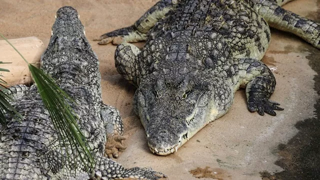  إسرائيل تُعدِم تماسيح بطريقة القتل الرحيم 