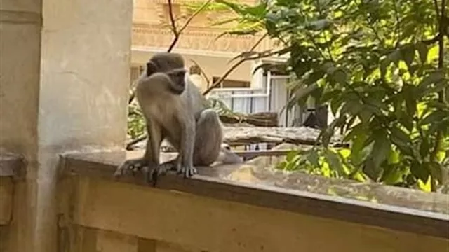 نسناس ارشيفية