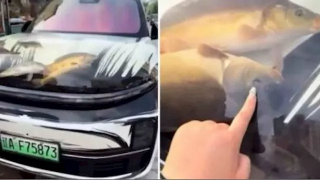 سائق صيني يثير الجدل.. غطاء سيارته شفاف مليء بالأس