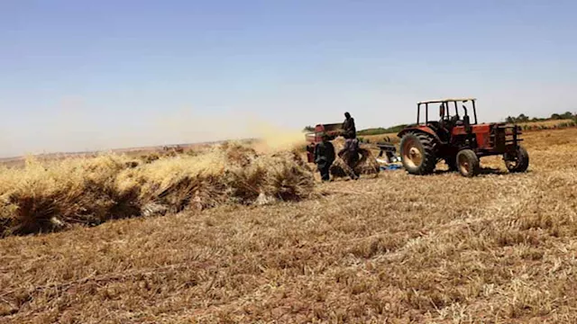 توريد القمح ارشيفية