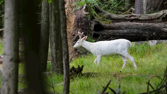 غزال أبيض نادر