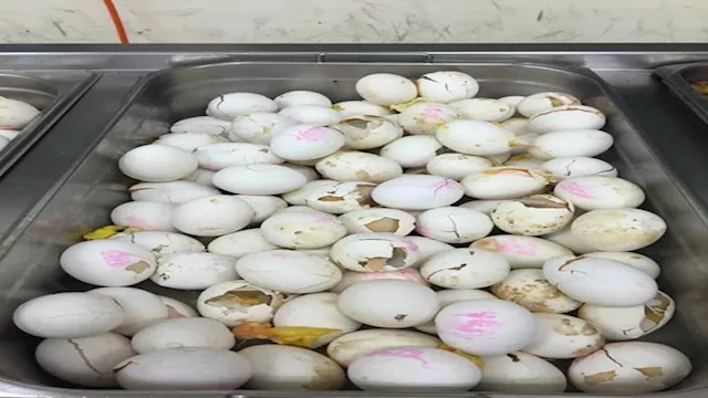 طعامًا ملوثًا