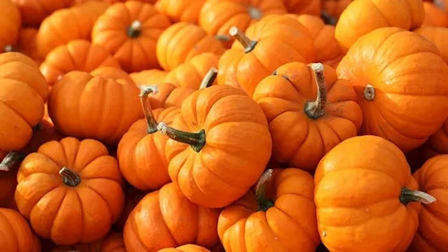 بذور اليقطين