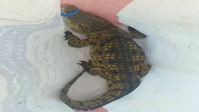 صورة تعبيرية