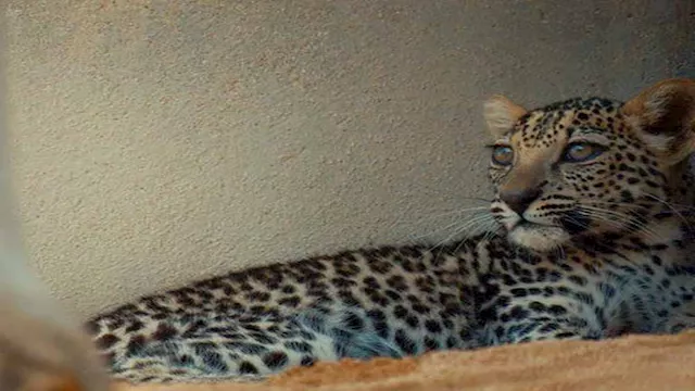 النمر العربي