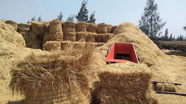 تجميع قش الأرز