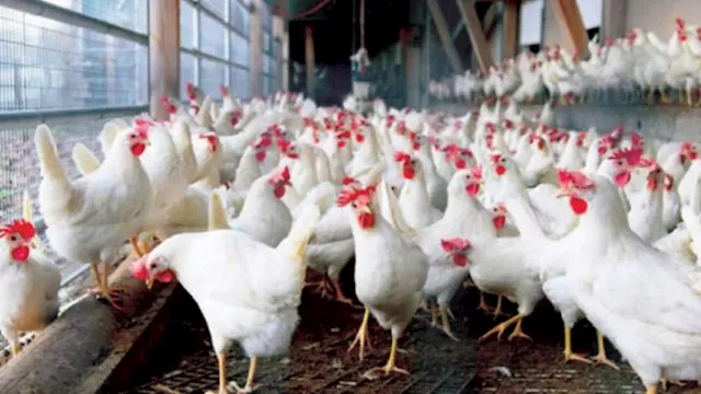 بورصة الدواجن