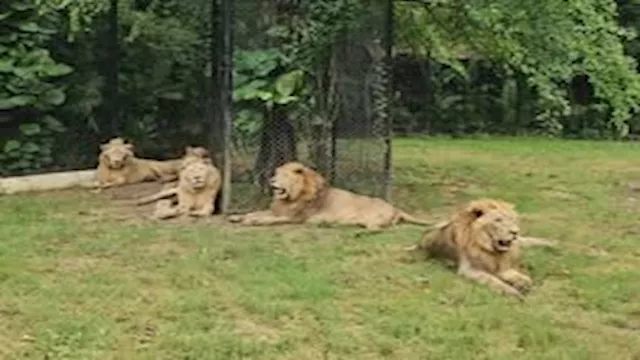 أمام أعين الزوار.. أسود تهاجم حارس حديقة حيوانات و