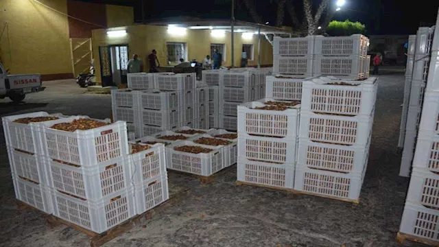 محافظ الوادي اجلديد يزور مجمع التمور الحكومي بمدين