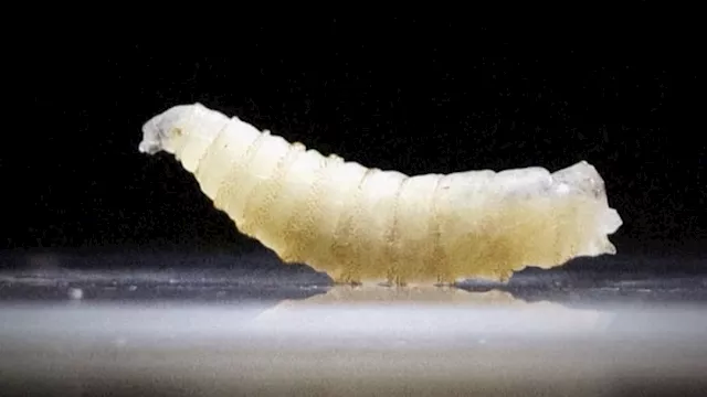 الدودة الحلزونية