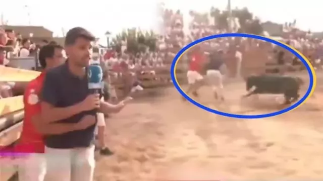 ثور يهاجم مراسلا تلفزيونيا على الهواء