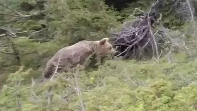 فيديو مرعب.. اللحظات الأخيرة لرجل هاجمه دب وهذا ما