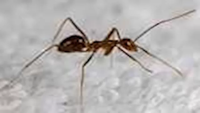 نملة تحول حياة سيدة إلى جحيم