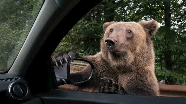 واقعة نادرة.. دبان يحبسان نفسيهما داخل سيارة وهذا 