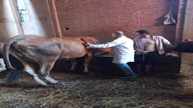 تحصين رأس ماشية ارشيفية