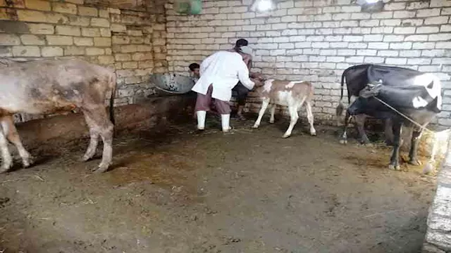 تحصين الماشية، ضد مرضَي الحمى القلاعية - ارشيفية