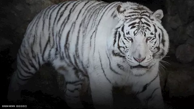 نمر أبيض نادر