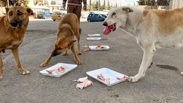 الكلاب الضالة